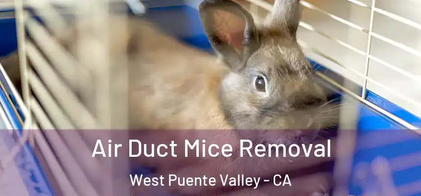Air Duct Mice Removal West Puente Valley - CA